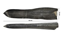 Belemnites hybridus